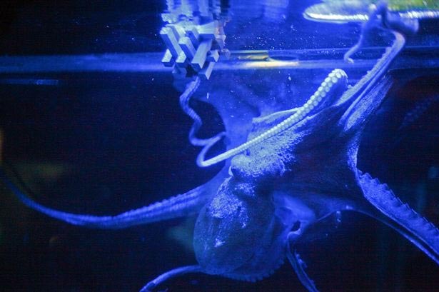 Smart octopus know how to puzzle, puzzle
