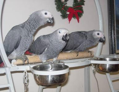 Smart parrots like people