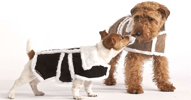 Smart people often talk to dogs and cats?