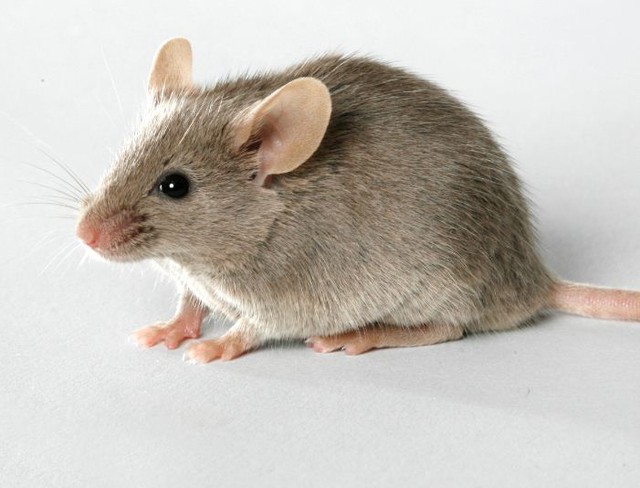 Smartphone will be as smart as a mouse