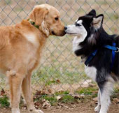 Smelling animals to ... communicate