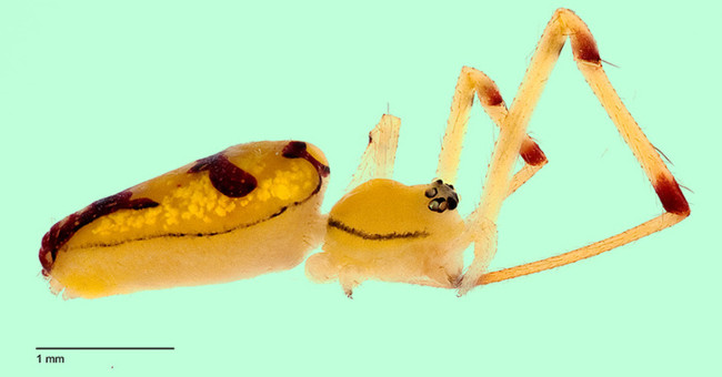 Smile face spider bears the name of Obama couple