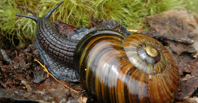 Snail 6,000 big teeth with fists eat deep soil