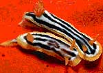 Snail 'negotiate' with semen