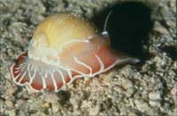 Snail species 'wearing armor'