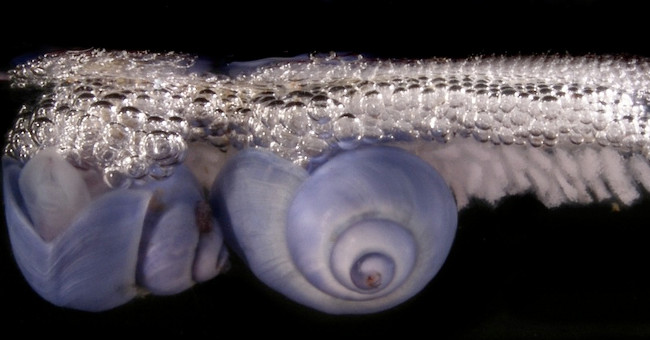 Snails do not know how to swim, lifelong take foams to make houses
