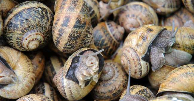 Snails use only two neurons to make decisions