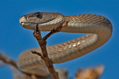 Snake - Africa's nightmare - death with weasels
