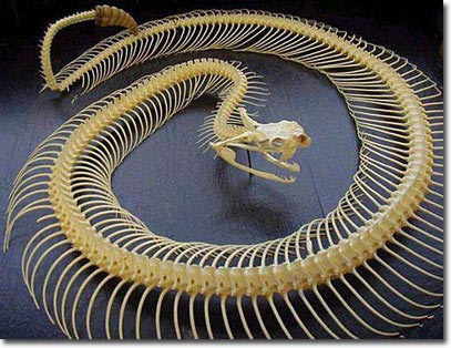 Snake bones