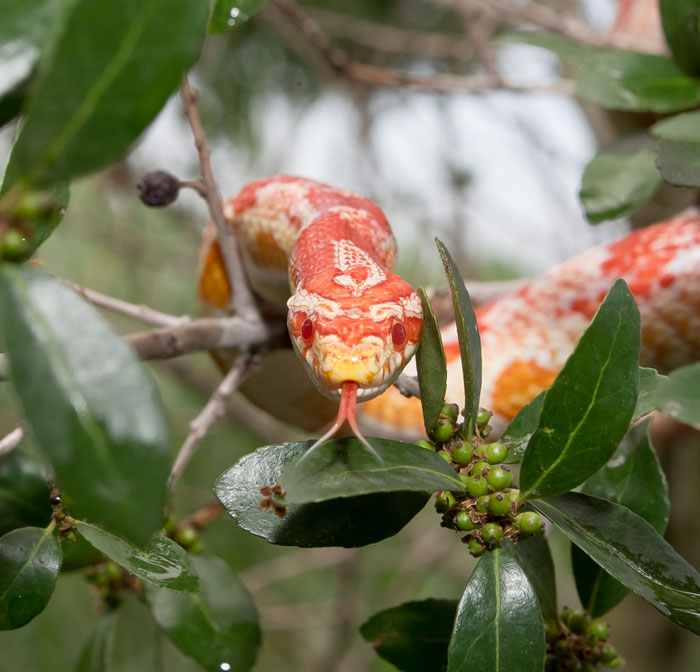 Snake climbing a tree in any way?