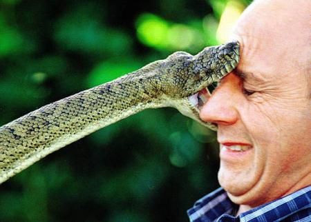Snake fear syndrome and treatment