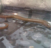 'Snake has lizards'