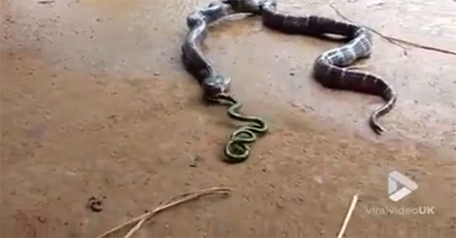 Snake horrors buckled and vomited from the stomach