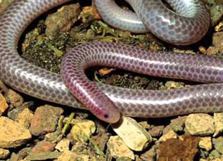 Snake originates from the ground