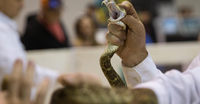 Snake poison in unbelievable situations