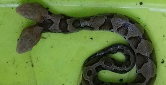 Snake poisoned two heads crawled into American houses