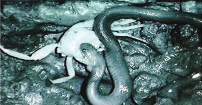 Snake scene tore the prey to eat in an unprecedented way