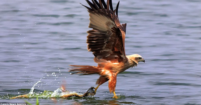 Snake sly snatch fish right in the eagle's feet