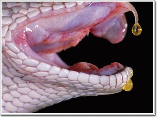 Snake venom: Nature's optimal weapon
