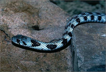 Snakes borrow the poison of the toad to defend themselves