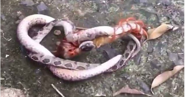Snakes died in a death battle with poisonous centipedes