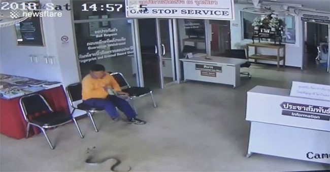 Snakes go to the police station to look for people to bite and suffocate