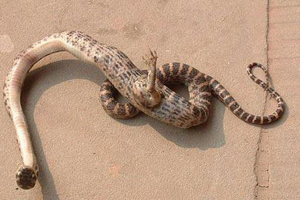 Snakes have legs in China