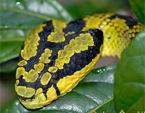 Snakes look very poor