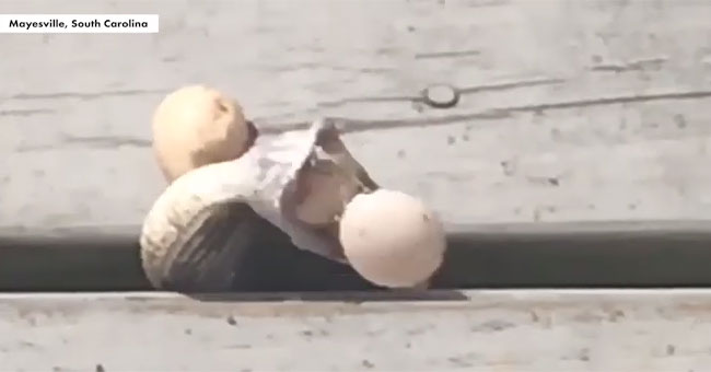 Snakes swallow 4 eggs, have trouble, buckling vomiting