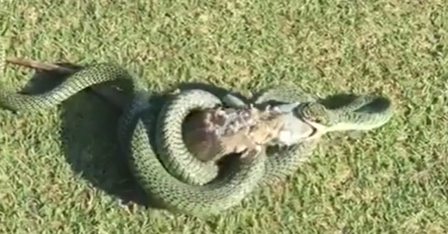 Snakes swallow the iguanas on the Thai golf course