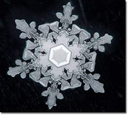 Snow flower: The miraculous creation of nature