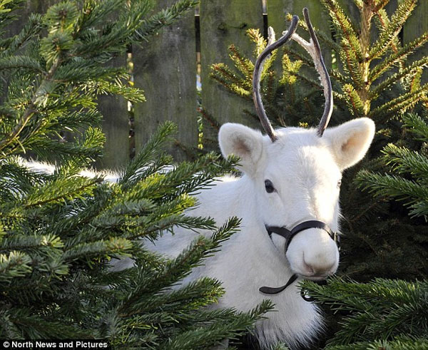 Snow-white reindeer is rarely seen in England