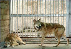 SNU investigates wolf replication