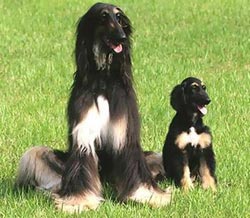 Snuppy - the world's first cloned dog.