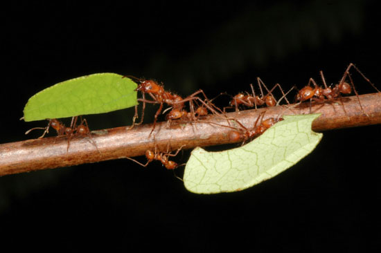 Social behavior of leaf-cutting ants is related to genes