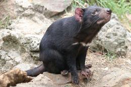 Social network - the factor that makes Tasmanian devil in danger of extinction