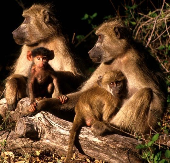 Social relations are important for baboons