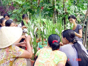 Socialization of rice varieties