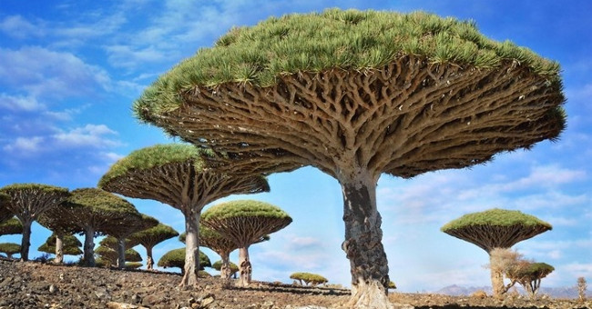 Socotra Island is strange