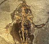 Soft tissue found in frog fossils