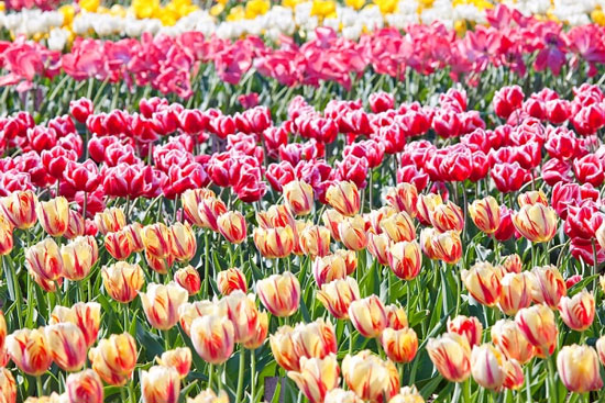Software to manage and look up plant diversity in Vietnam