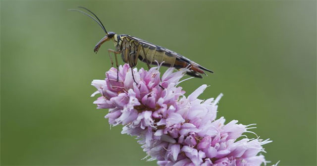 'Soi' scorpion flies have violent sex life