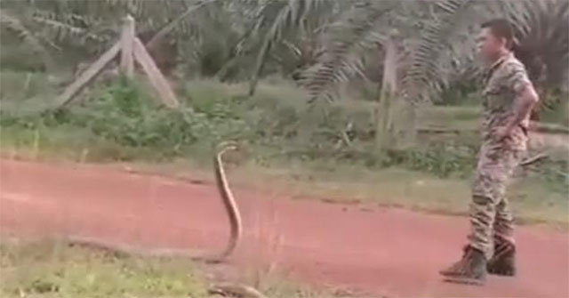 Soldier does not catch the king cobra