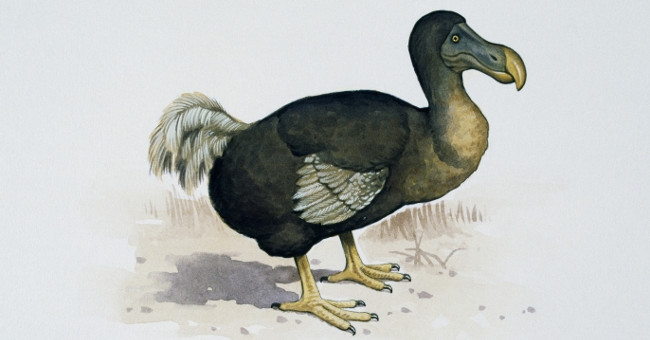 Solemnly for birds that are extinct by humans
