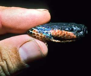 Solid color changing like gecko