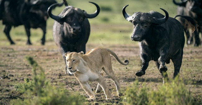 Solitary lures, lions are defeated by buffaloes
