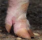 Solution for why pigs and cows have nails