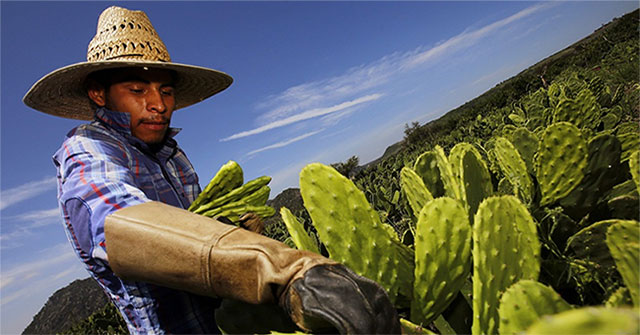 Solution of 'treating' plastic garbage with cactus