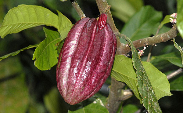 Solutions for sustainable cocoa production development