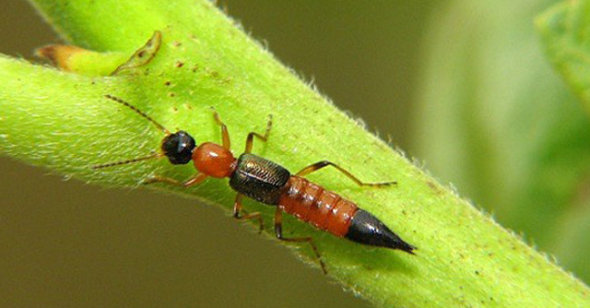 Solve for ant three compartments